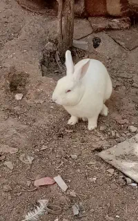 خرگوش نر فقط معاوضه خرگوش باماده