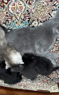 واگذاری گربه های اسکاتیش