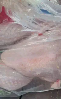 بوقلمون کشتار روز