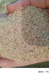 بذر سفید وصورتی