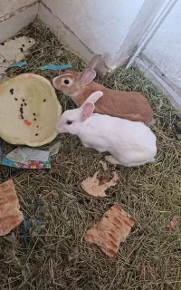 خرگوش مولد