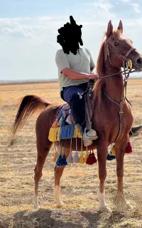 اسب مادیون اصیل کردی