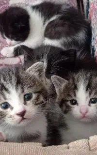 بچه گربه دوماهه