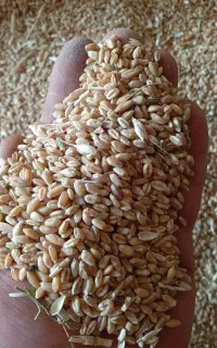 بزر پیشگام 800کیلو بوجار شده درجه یک خودم کاشتم