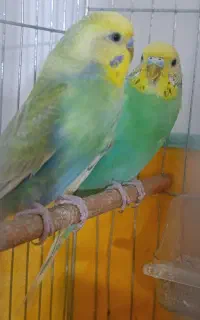 معاوضه با کبوتر