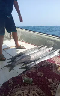 سلام ناخدا یا جاشو هستم برای صیادی