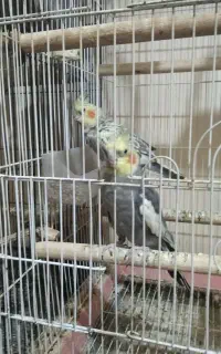 یک جفت عروس هلندی مولد