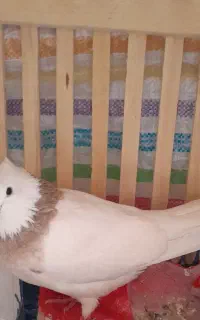 این  کبوتر هرکی گرفته پسش بد خدا وکلی روی جوجه هست