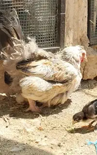 مرغ و خروس و جوجه