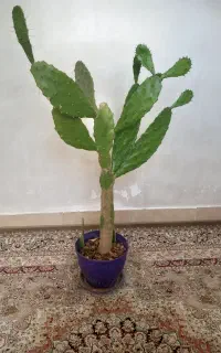 گل کاکتوس چهار ساله