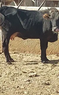 یه راس گوساله ماده گیلک