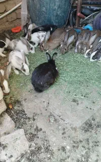 خرگوش