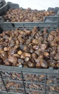 خرماکنتار