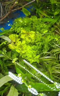 گیاه گلدانی آکواریومی