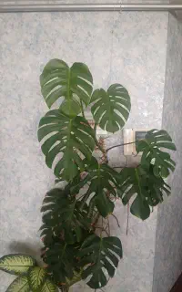 گل برگ انجیری بزرگ
