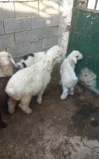 بره کوچیک و شیری