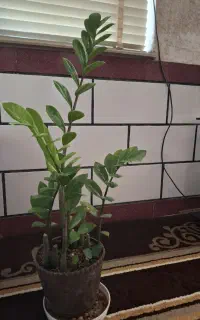 فروش گلهای خونگی