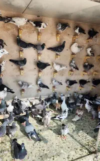 جوجه پلاکی