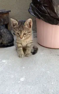 گربه رایگان