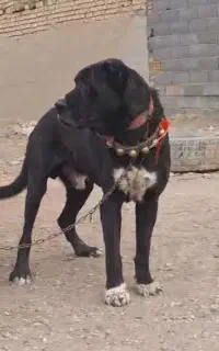 سگ روزگاری