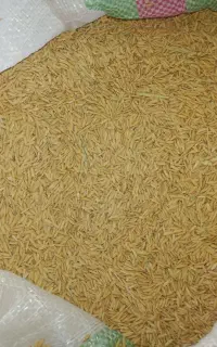 بزر