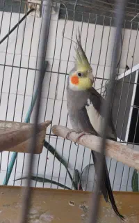 عروس هلندی
