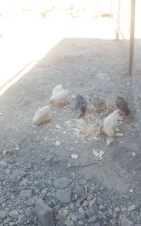 بوقلمون همراه با ۹ عدد جوجه