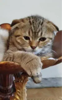 اسکاتیش تبی پلنگی