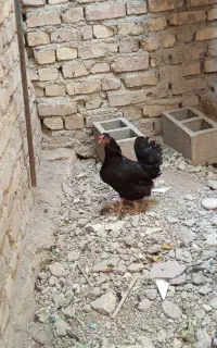 مرغ وخروس