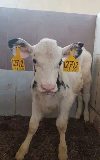آماده به کار در گاوداری و گوساله‌دانی