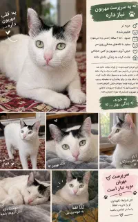 واگذاری رایگان پسر خوشگل و مهربونمون