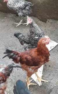 فروش نیمچه خروس