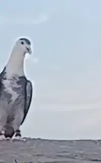 کفتر