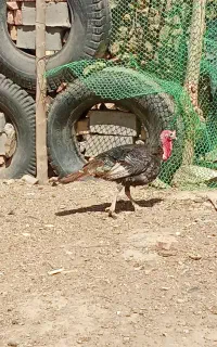 بوقلمون ۳تا