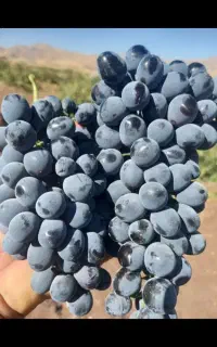 آبگیری گوجه و انگور