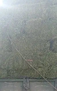 .بیده. خشک