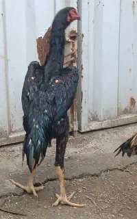 جوجه اوشامو آلمانی