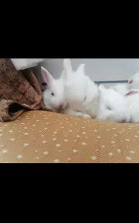 بچه خرگوش