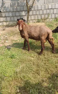 فروش‌گوسفندنر