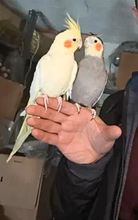 یک جفت عروس هلندی کاملا دستی وسخنگو
