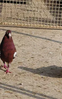 چندعدد کبوتر