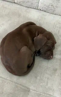 پوینتر ماده