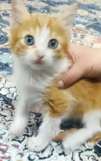 دو عدد گربه رایگان
