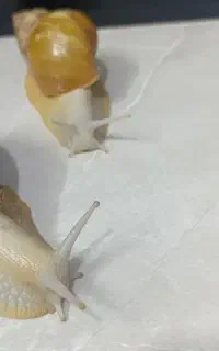 خزنده اچاتینا و ایماکولاتا