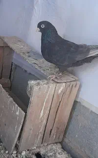 مایه کبوتر