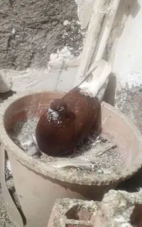 کفتر تک پر