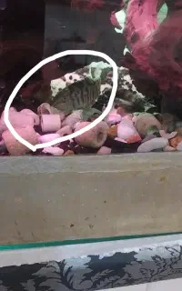 لوچ دلقک