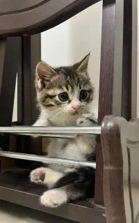 واگذاری بچه گربه