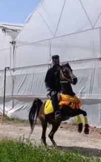 اسب