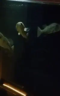 ماهی پیکاک باس